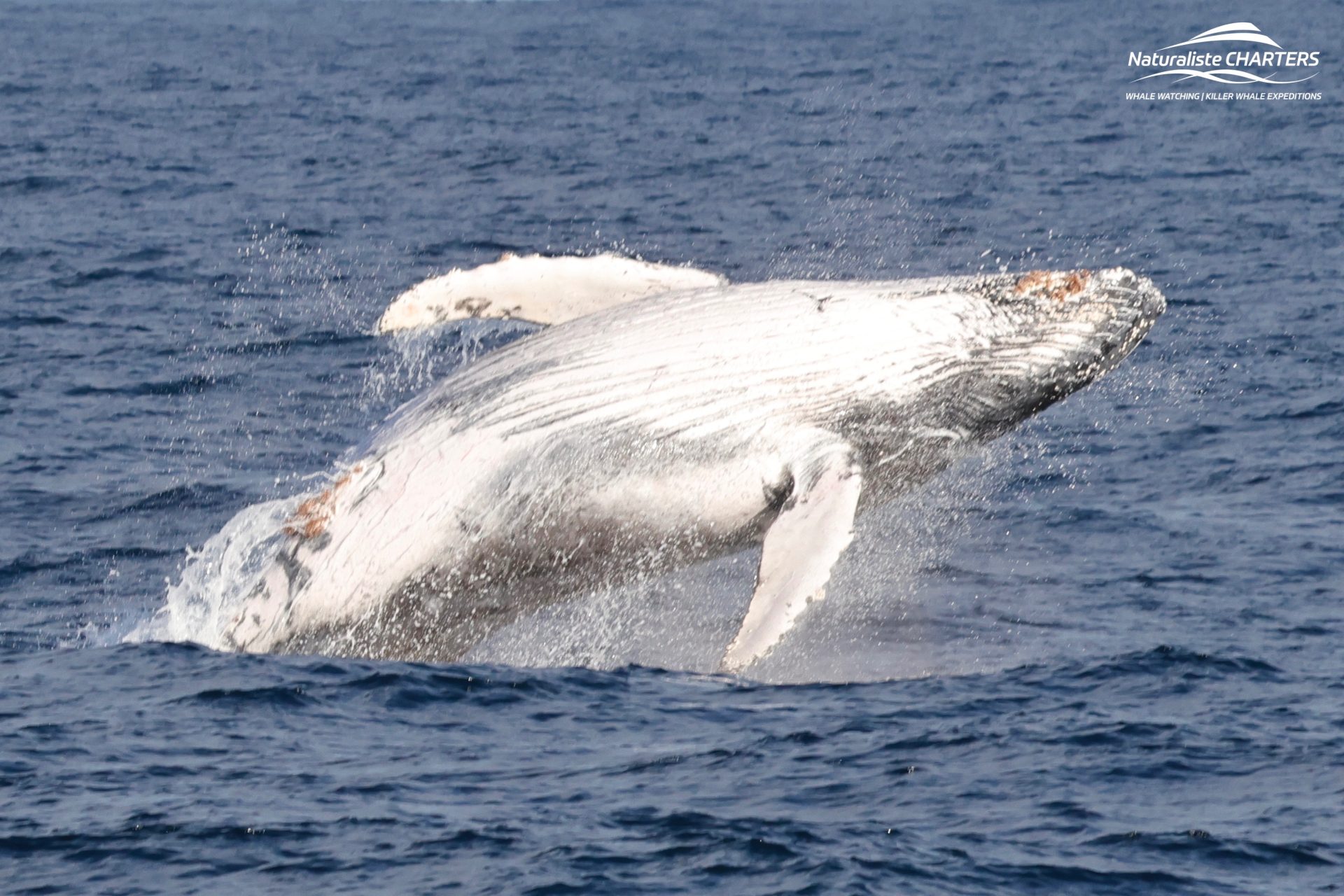 Breaching Juvenile Humpback Whale